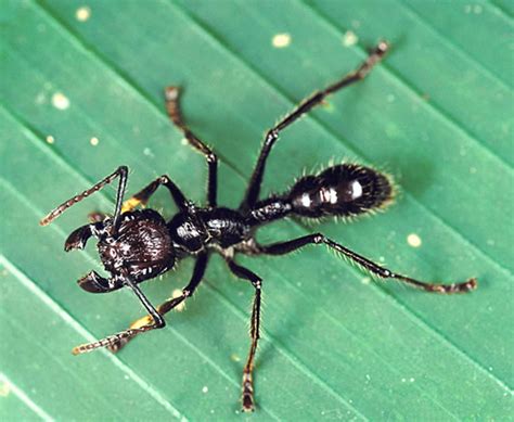 Critter Spotlight Bullet Ant Paraponera Clavata