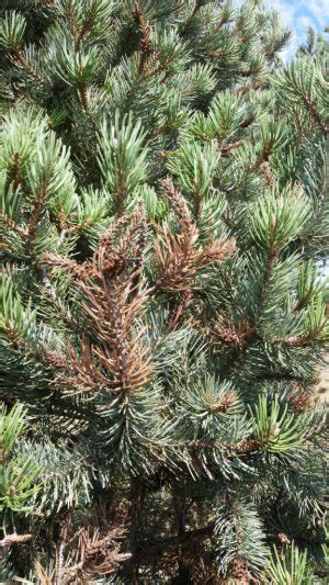 Common Pine Diseases Grimm S Gardens