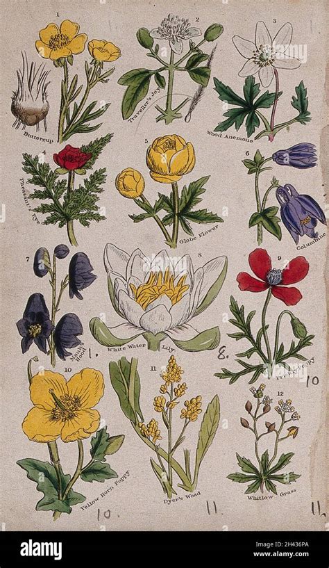 Twelve British Wild Flowers With Their Common Names Coloured Engraving