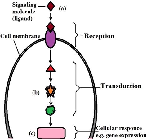 Four Steps Of Cell Signaling Definition Pathways And Technology
