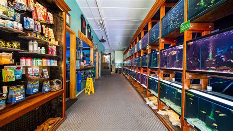 Where Is The Best Place To Buy Live Aquarium Fish — Online Or Locally
