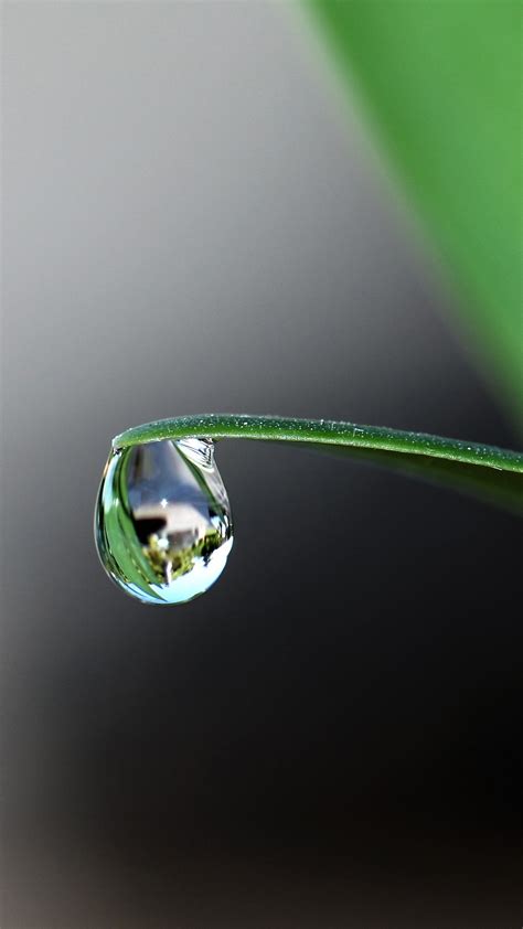 Water Droplet At The Tip Of Green Leaf 4k Hd Green Wallpapers Hd