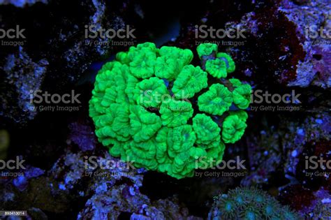 Coral In Reef Aquarium Tank Stock Photo Download Image Now Coral