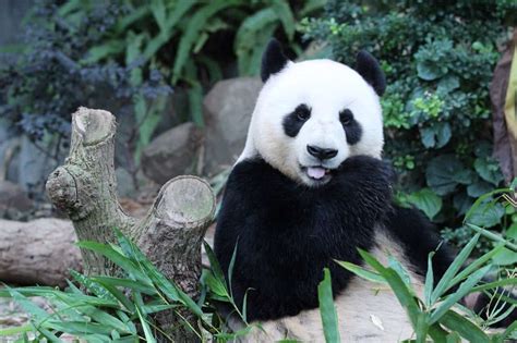 5 Pictures Of Jia Jia The Worlds Oldest Panda Celebrating Her 37th