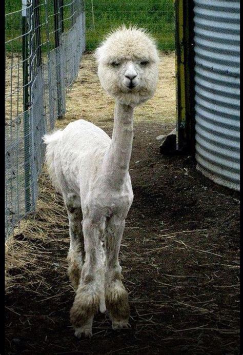 38 best Funny looking.animals images on Pinterest | Funny animals