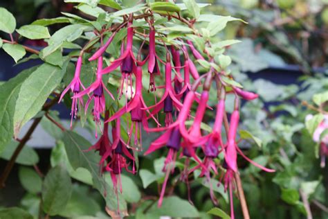 Cetshwayo's defiance of british rule in. Fuchsia alfabet letter Y - Z - De website vanDe website van