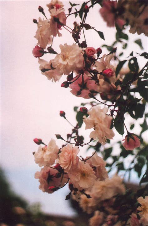 vintage flowers on Tumblr