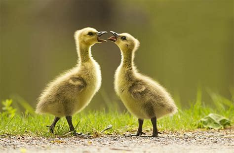 Goslings Baby Geese Day Old 1 Maleand1female Nigeria