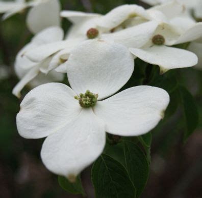 The best known flowering dogwood is the cornus florida. Kousa is a white flowering dogwood that is suited for ...