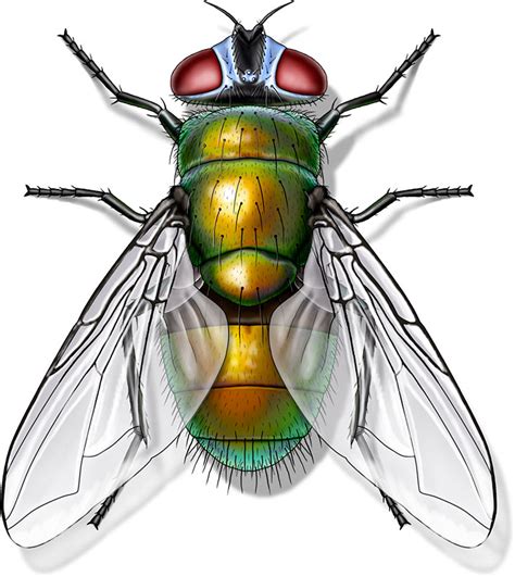 Common Green Bottle Fly Blowbottle Flies • Ecologic Entomology