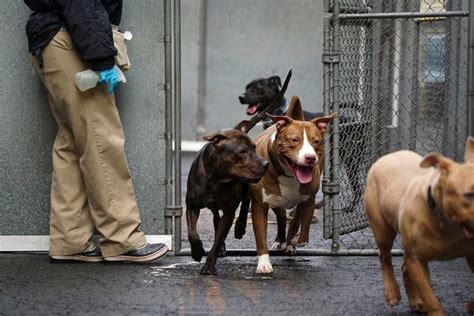 All of our dogs available for adoption have been spayed or neutered, fully vetted and vaccinated, and microchipped. Animal Deaths Down and Adoptions Up Amid Reforms at New ...