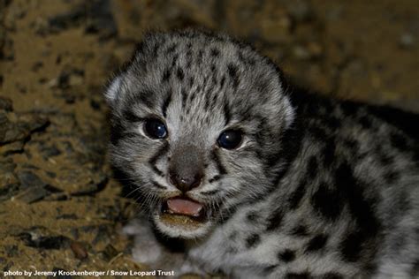 Newborn Leopard Cubs