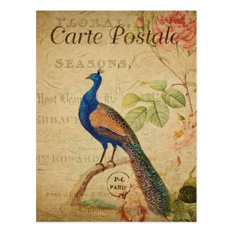 Vintage Style Peacock French Carte Postale Postcard