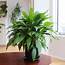 9 Indoor Plants That Are Easy To Maintain