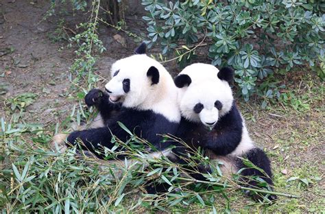American Pandas Find Life In China A Challenge New York