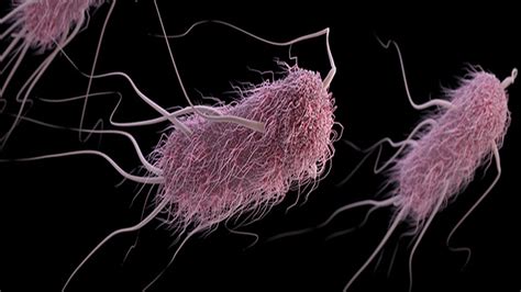 Infection à Escherichia coli causes symptômes et traitement Fmedic