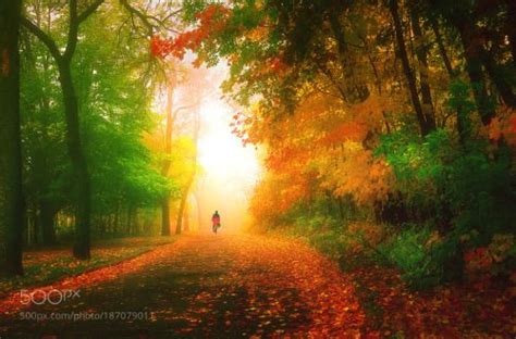 A Ride To The Unknown By Likehe Autumn Mist Trees Fog Forest Fall
