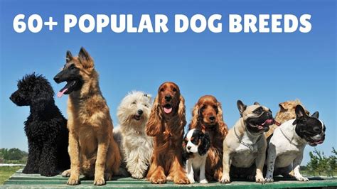 Maybe you would like to learn more about one of these? 60 Popular Dog Breeds - [An A-Z List For Easier Solutions] - YouTube