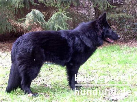 Entdecke 31 anzeigen für deutscher schäferhund schwarz kaufen zu bestpreisen. Deutscher Schäferhund Schwarzer langhaariger Schlag Foto ...
