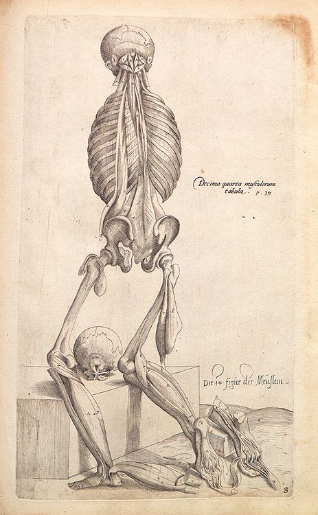 7 fantastic vintage anatomy drawings. Andreas Vesalius - Anatomical drawings #anatomy | Drawings ...