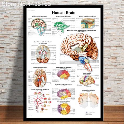 They may print a schedule alone. HD Wall Art Human Body Anatomy Poster Anatomie System Chart Body Map Canvas Painting Picture ...