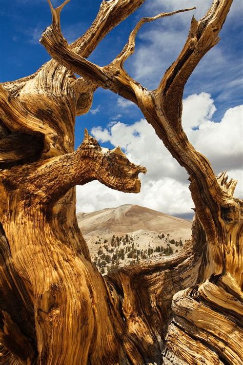 Flickr Bristlecone Pine Weird Trees Old Trees