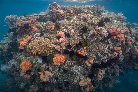 Region Of Super Corals Discovered Ut News