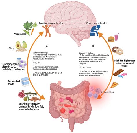 How Does Gut Microbiota Impact Mental Health In S