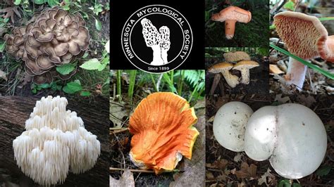 Mms Mushroom Certification Class Ii Minnesota Mycological Society