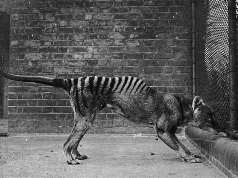 The Lost Remains Of The Last Known Tasmanian Tiger Have Been Found Npr