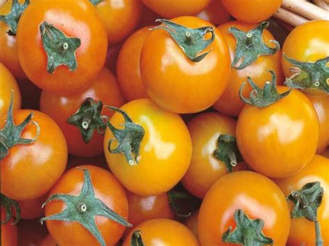 Tomato Marmande 50 Seeds Per Pack