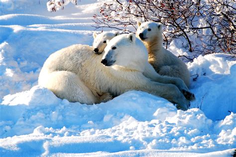 Mom And Spring Cubs Hudson Bay Canada Bay Canada Museums In Paris