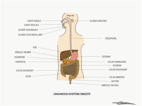 le systeme digestif organes corps humain systèmes du corps humain My