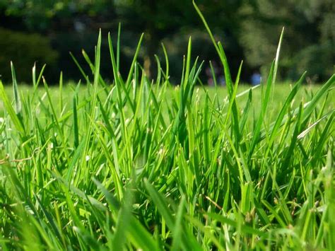 The Benefits Of Dwarf Fescue Bluegrass 1 Bell Sod And Hydroseed