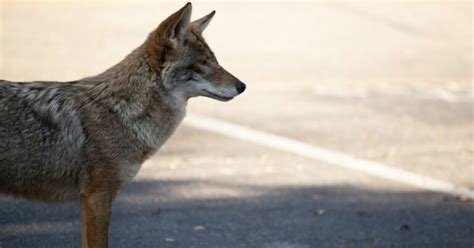 Coyote Hunting In Nevada An Ultimate Guide For 2024 Updated