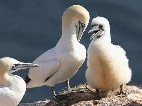 Gannet Chick Eating Championships Provoke Anger From Wildlife Lovers