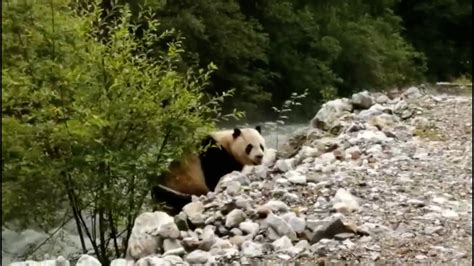 Wild Giant Panda Spotted In Southwest China Nature Reserve Cgtn
