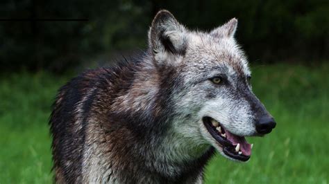 Activlab black wolf best pre workout before training facebook xbox one gamerpic wolf 1080x1080 images. Download wallpaper 1920x1080 wolf, predator, dog, wildlife ...