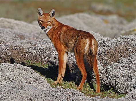 Ethiopian Wolf Canis Simensis Bale Mountains National Park Flickr