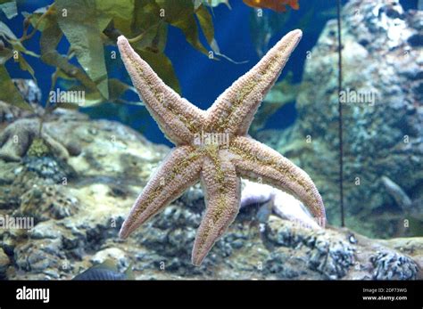 Pink Sea Star Pisaster Brevispinus Is A Carnivore Starfish Native To