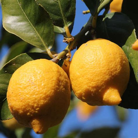 Lemon Tree Pruning Caring For And Harvesting Lemons