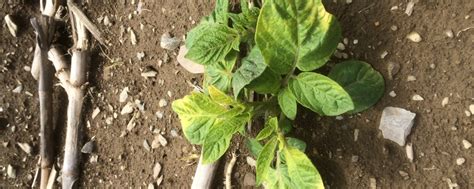 Anthropogenic activities within and beyond the agricultural enterprise have the potential to affect agriculture through their effects on the biology of organisms use of microbial pesticides in integrated pest management (ipm) systems. Integrated Pest Management - Sustainable Solutions ...
