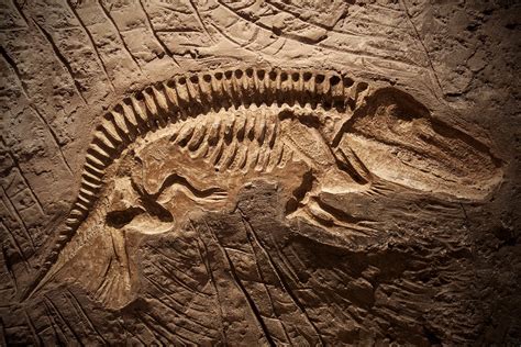 The Popular Lucrative And Legally Questionable Fossil Trade Jstor Daily