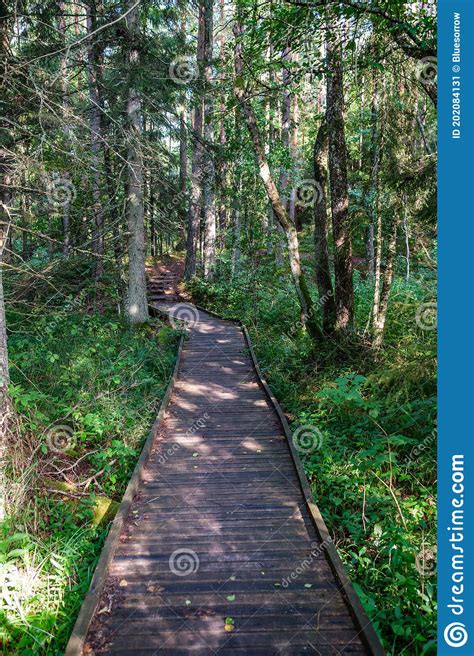 Wooden Boardwalk Trail In Green Forest Stock Image Image Of Autumn