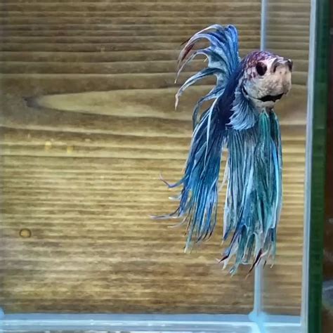 An Amazing Blue Marble Crowntail Betta Fish Video In 2021 Betta