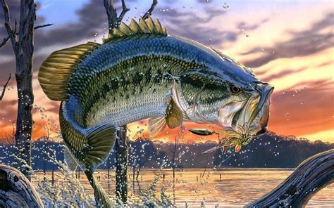 Fishing Wallpaper Fishing Wallpapers Cool Bass Pictures Fish