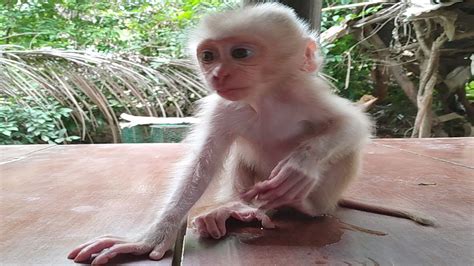 Baby Monkey Abbey Accidentally Urinating Pee Over Grandpas Wooden