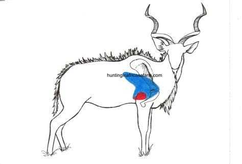 Bow Hunting Kudu Shot Placement Diagram South Africa Mkulu African
