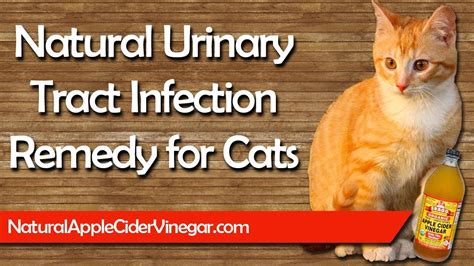 Apple Cider Vinegar Remedy For Cat Urinary Tract Infections Uti Youtube