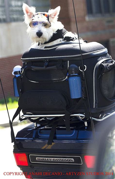 Buy our kuryakyn grand pet palace motorcycle motor scooter pet carrier for pets up to 20 pounds. Harley Motorcycle Dog | Мотоцикл и Животные